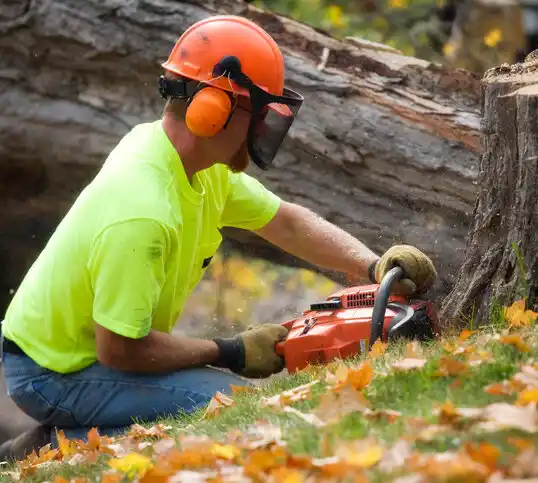 tree services Reminderville